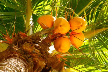  Kokospalme mit Kokosnüssen. © Swetlana Wall