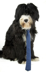 businessdog