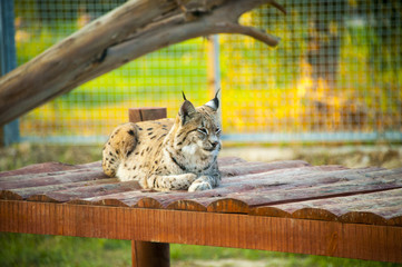 Naklejka premium lynx