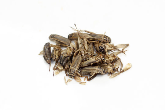 insectes comestibles