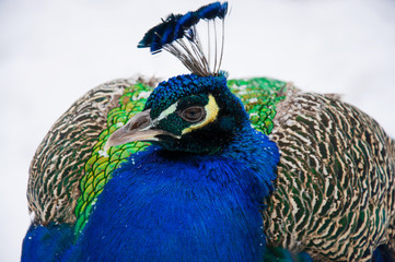 beautiful peacock