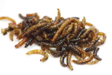 insectes comestibles