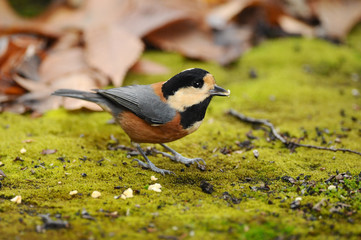 ヤマガラの食事