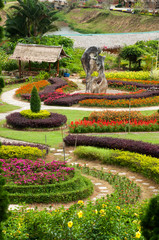 The field of flowers