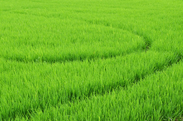 Paddy Rice Fields