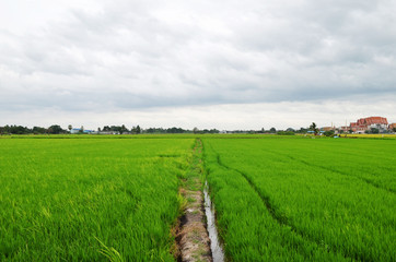 Paddy field in the morning