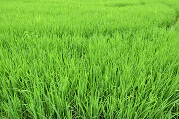 Paddy Rice Fields