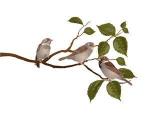 Sparrows