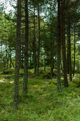 スウェーデンの森