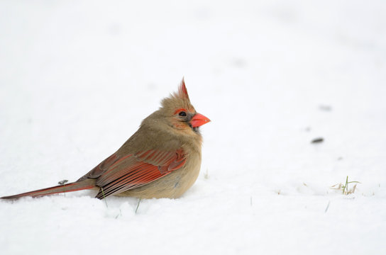 Northern cardinal in the snow