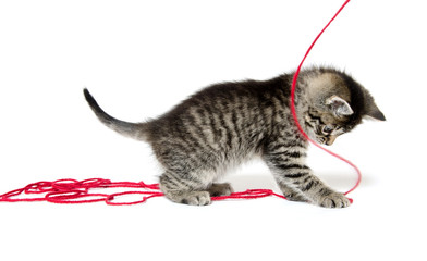 cute tabby kitten with yarn