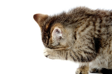 Cute tabby kitten wiping its eyes