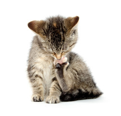 Kitten chewing its paw