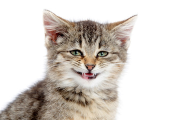 Tabby kitten smiling