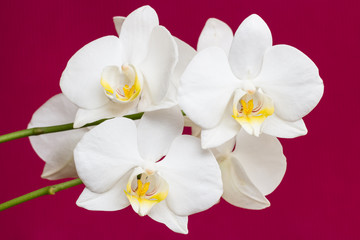Fototapeta na wymiar Orchidee-Blüten vor rotem Hintergrund