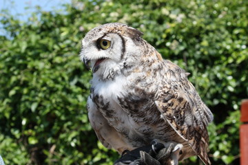 owl closeup