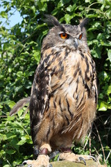 owl closeup