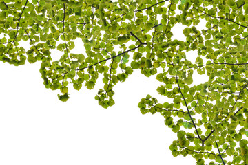 green leaf isolated on white background