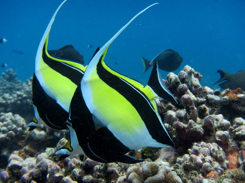 Poisson cocher