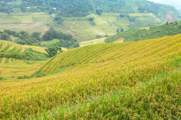 Fototapeta premium Rice terraces in the mountains