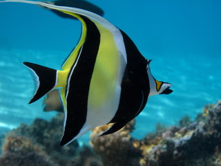 Poisson cocher