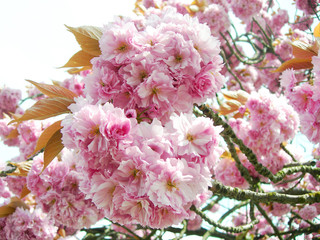 Pink Japanese cherry blossoms