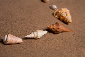sea shells with sand as background