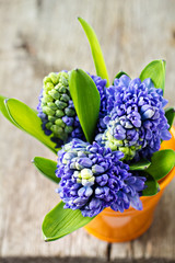 Blue hyacinths in an orange pot