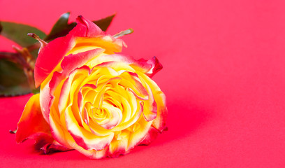 Rose auf rotem Hintergrund