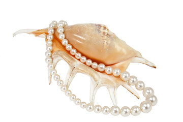 Naklejka premium sea shell and pearl beads on a white background