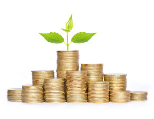 Many coins in column and green plant isolated on white