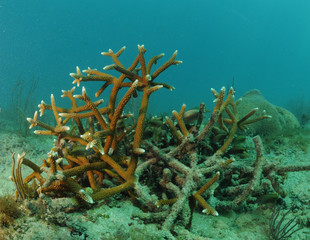 Fototapeta premium Staghorn coral in underwater seascape