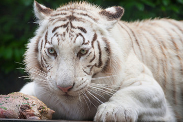 White Bengal Tiger.