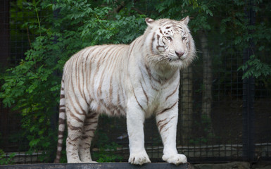 Obraz premium White Bengal Tiger.