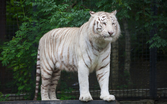 White Bengal Tiger.