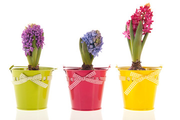Colorful Hyacinths