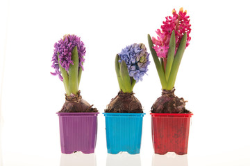 Colorful Hyacinths