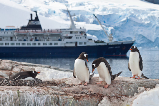 Eselspinguine (pygoscelis papua) vor Kreuzfahrtschiff