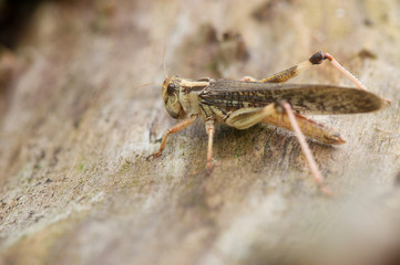 Cricket in nature