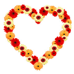 Heart gerber flowers on white background