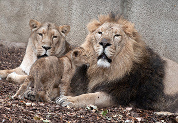 family of lions