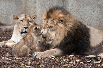 family of lions © bertys30
