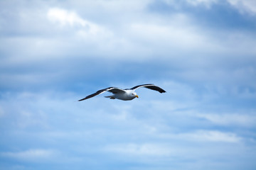 seagull in flight