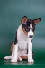 Little Basenji puppy, 2 mounth, on the green