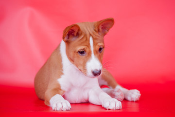 Little Basenji puppy, 2 mounth, on the red