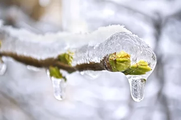 Foto op Plexiglas anti-reflex Lente De knoppen van de boom bevroren in ijs