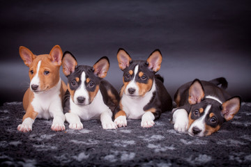 Four Little Basenji puppies, 2 mounth, on the black