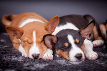 Two Little Basenji puppies, 2 mounth, on the black