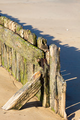 Fototapeta na wymiar stare drewno morskie na plaży w Normandii
