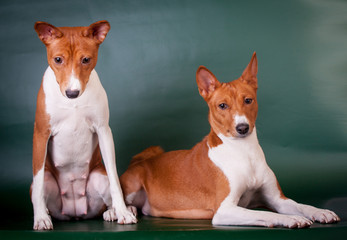 Two basenjis on the green background